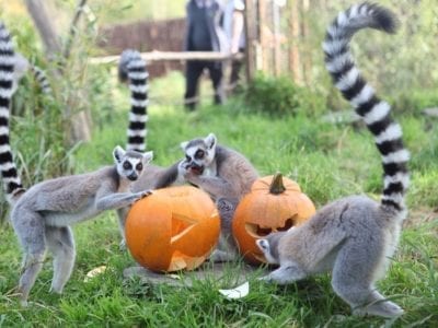 Bristol Wild Place  Lemurs